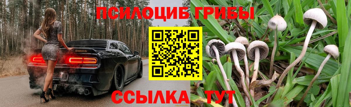 Галлюциногенные грибы Psilocybe Аша